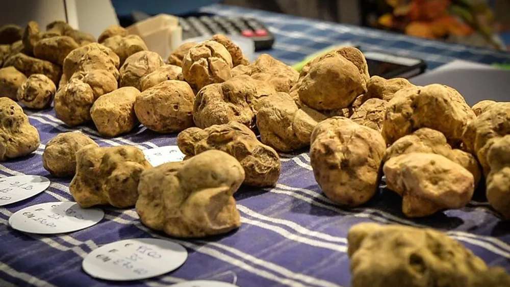 Alba’s White Truffles: Exploring Italy’s Prized Culinary Treasure 3