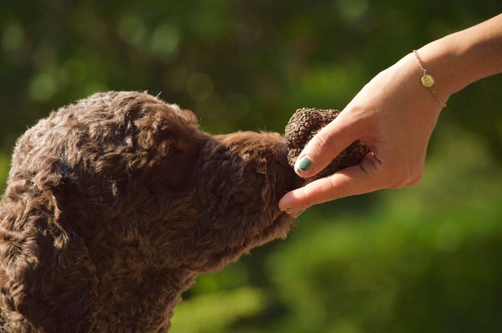 Alba’s White Truffles: Exploring Italy’s Prized Culinary Treasure 2