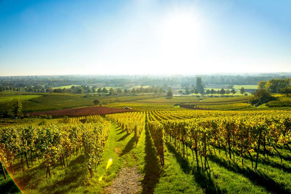 The Best Vineyards in Napa Valley 2