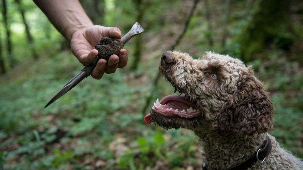 A Beginner's Guide to Truffle Season in France 3