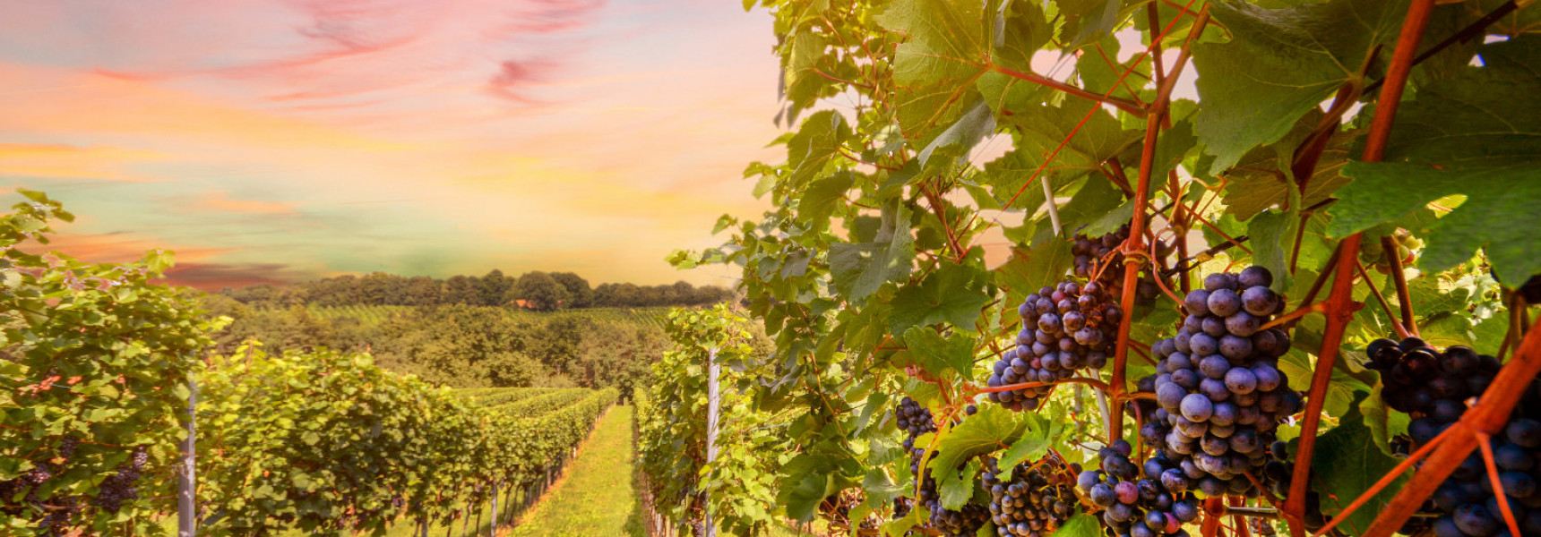 6 of the Best Portugal Wine Regions