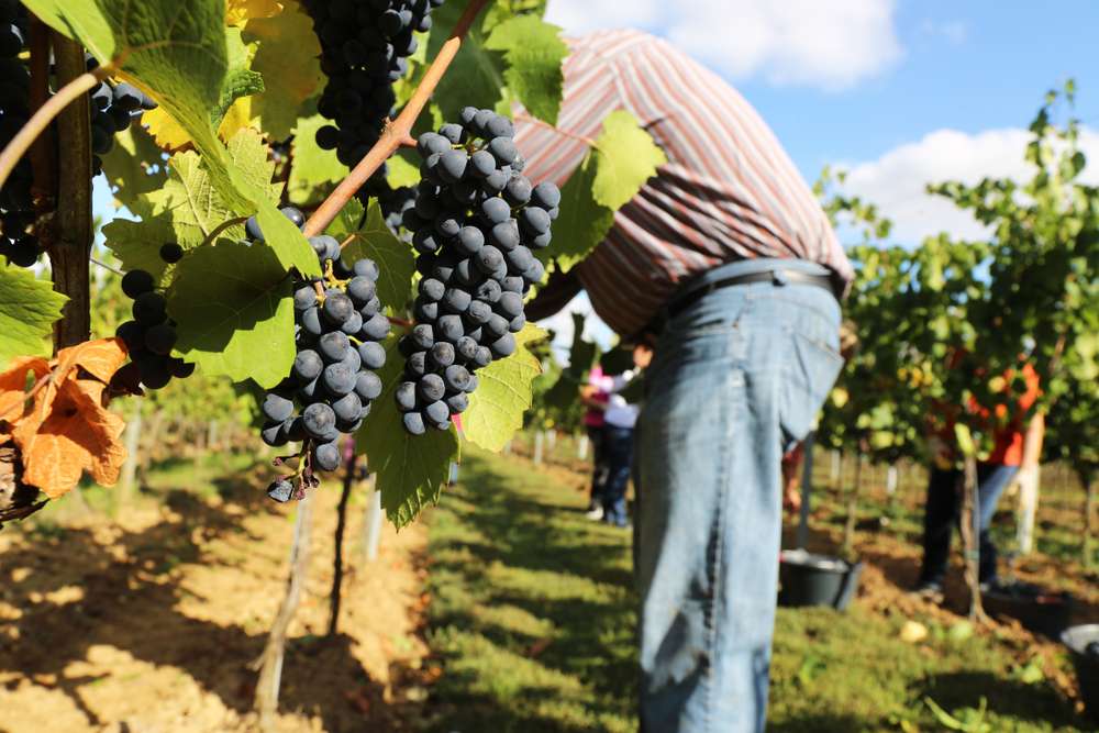Top 5 Wine Estates Near Burgundy 3