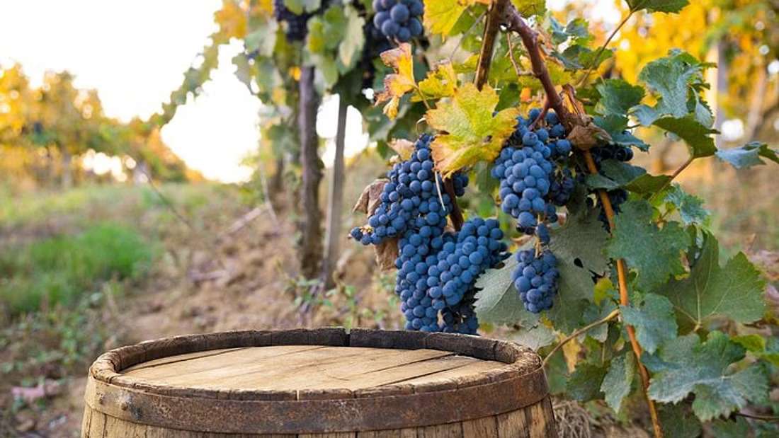 The 9 Best Tuscan Wine Tours to Book in 2023 9