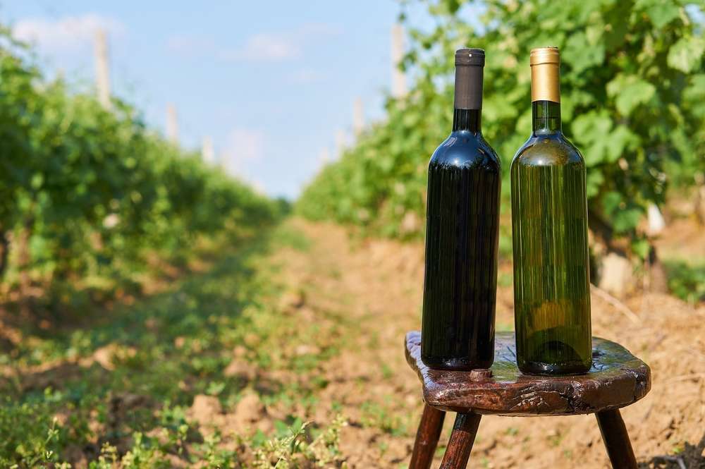 Most Popular Dubrovnik Wines for 2023 1