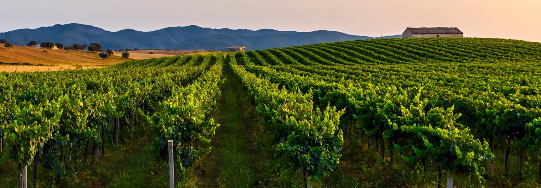 The 9 Best Tuscan Wine Tours to Book in 2023