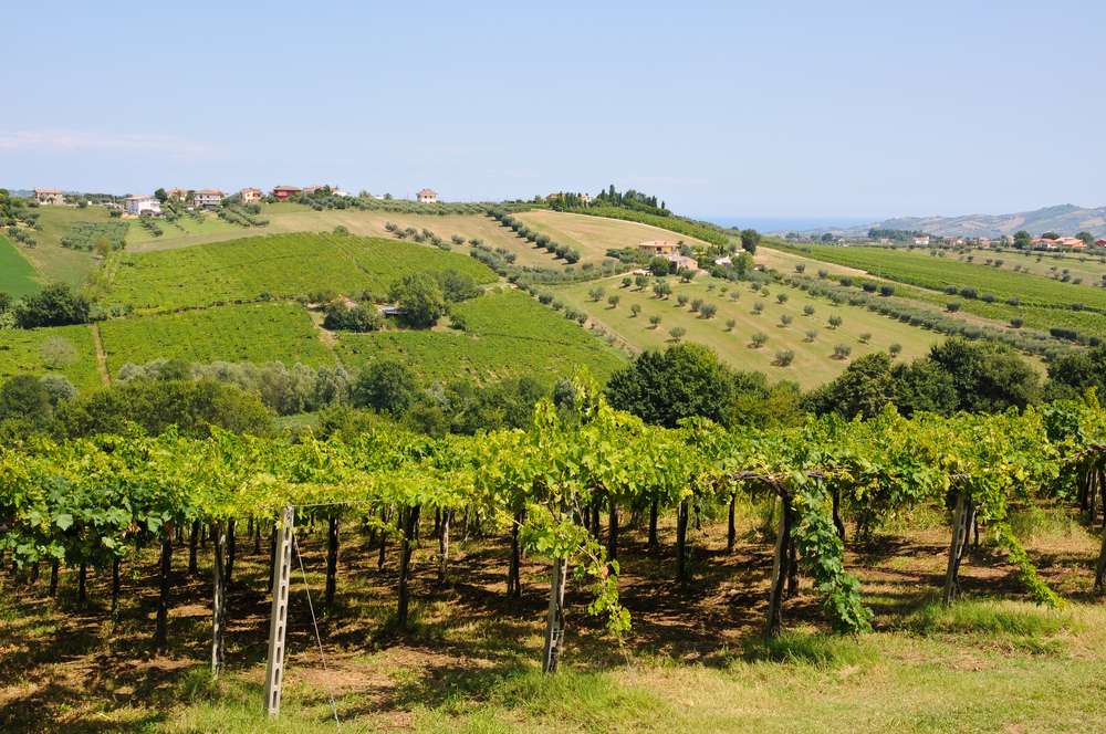 Uncover the Secrets of Five Famous Wine Estates in Tuscany 2
