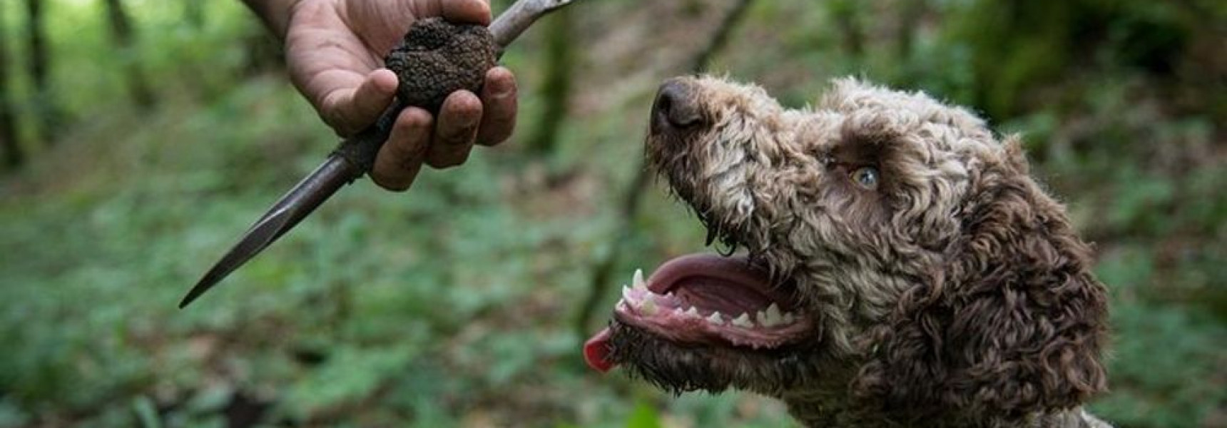 A Beginner's Guide to Truffle Season in France