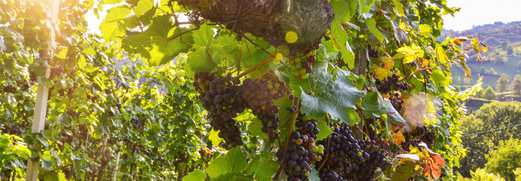 8 of the Best Wine Regions in Spain