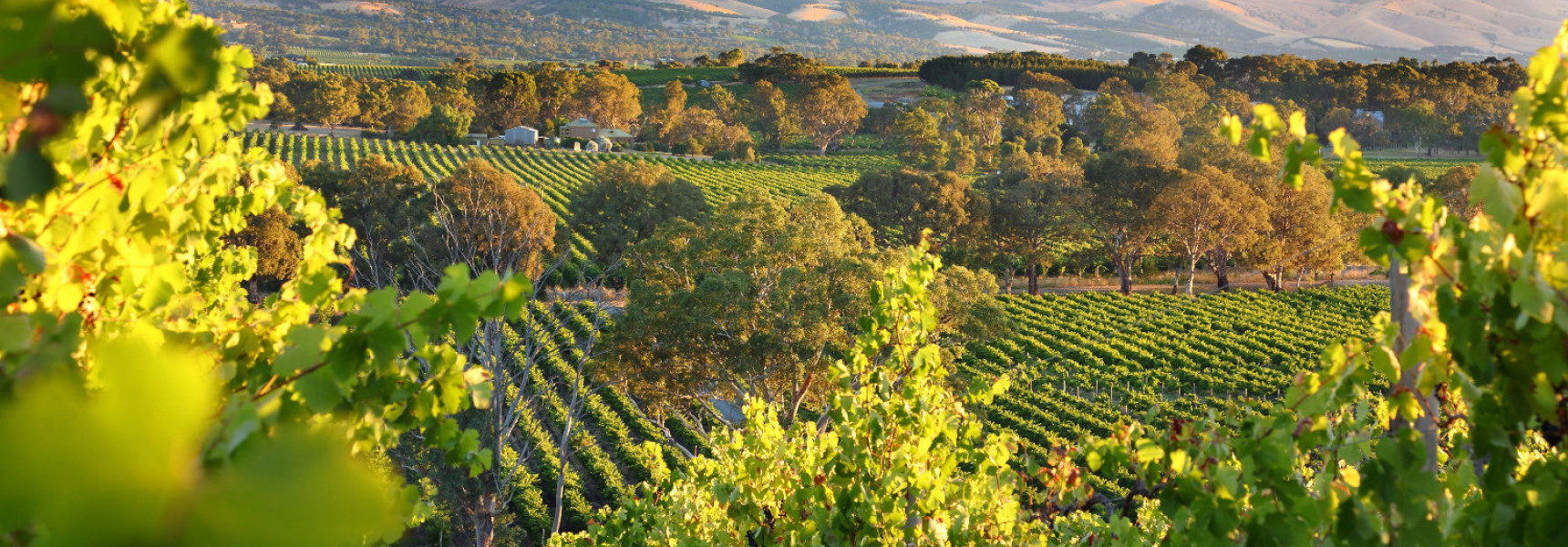 The Lisbon Wine Region