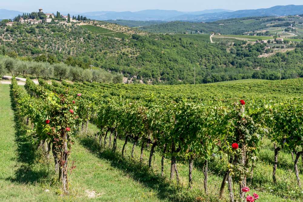Uncover the Secrets of Five Famous Wine Estates in Tuscany 1