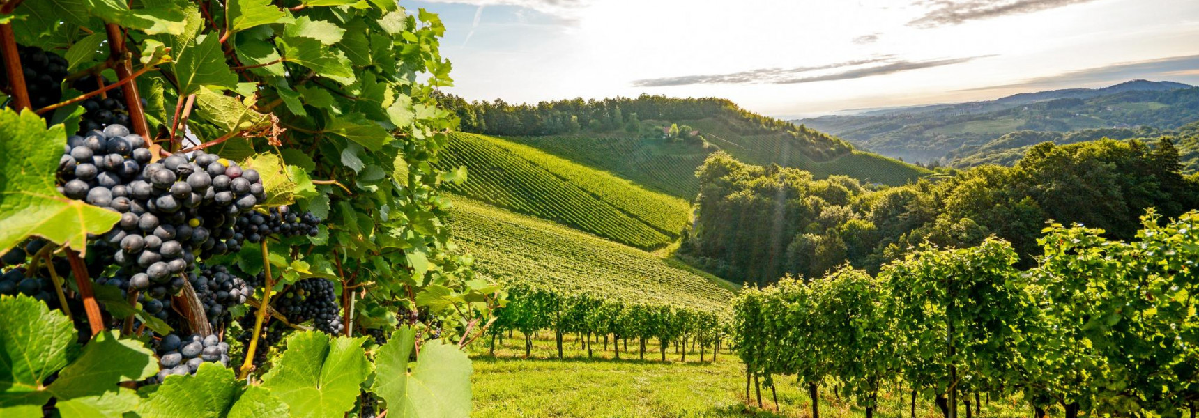 Sample the Best Vineyards near Paris