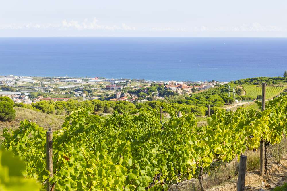Top 5 Wine Tours in Barcelona for Summer 2023 2