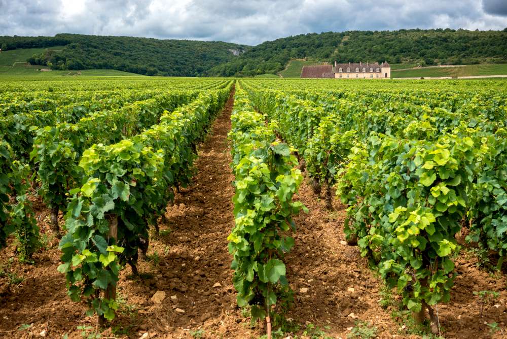 Top 5 Wine Tours that leave from Paris 1
