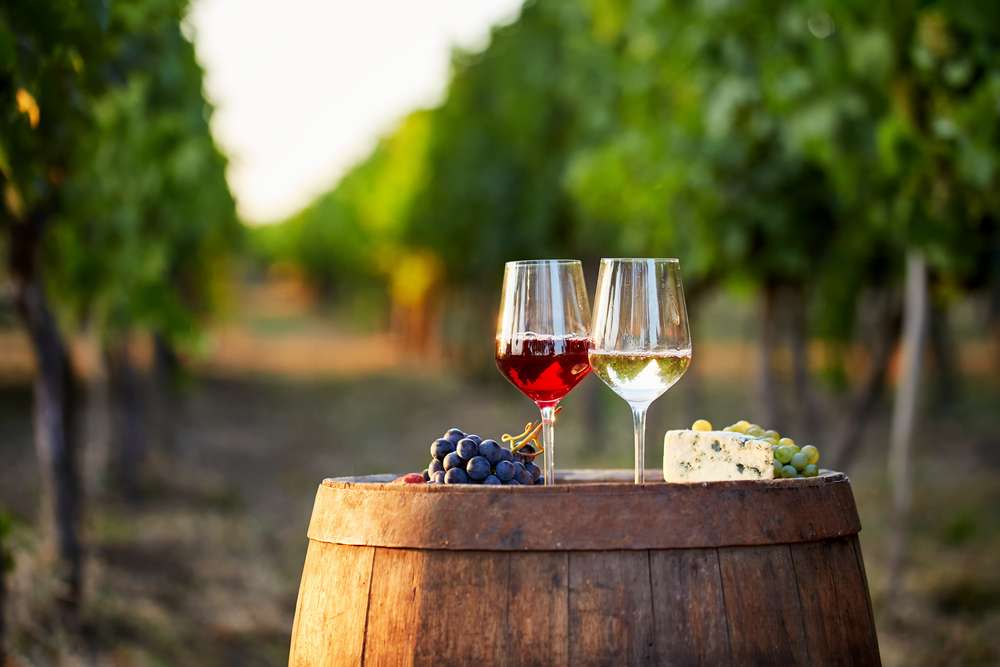 The Best Vineyards in Bordeaux 1
