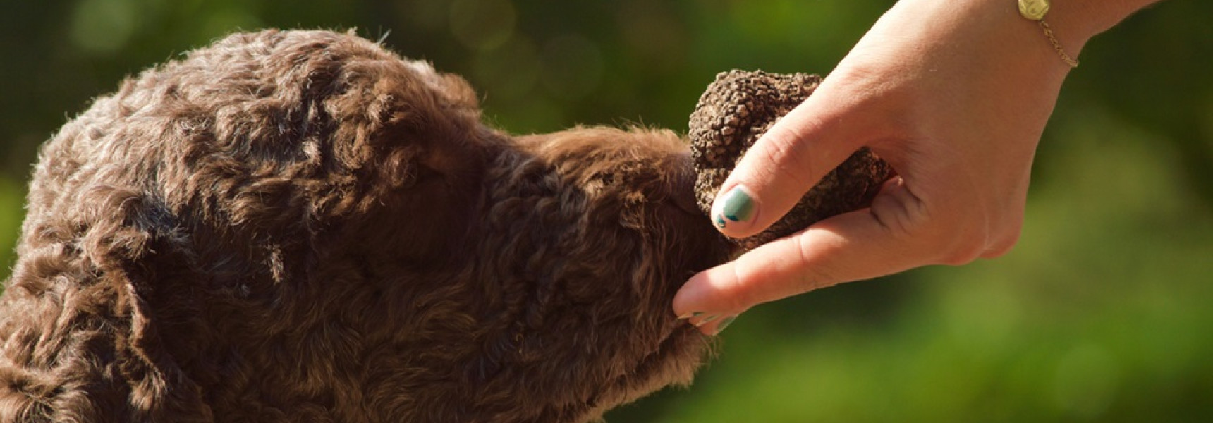 Top 10 Tips for First-Time Truffle Hunters in Italy