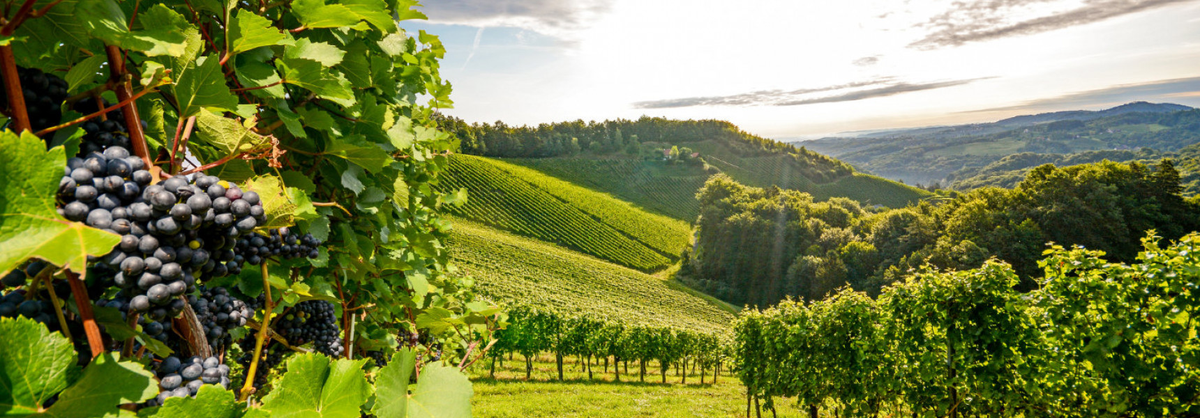 Wine Regions of Slovakia