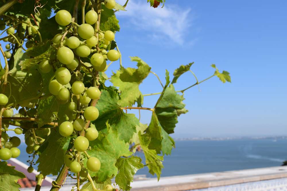 Interesting Facts About Lisbon Wine 2