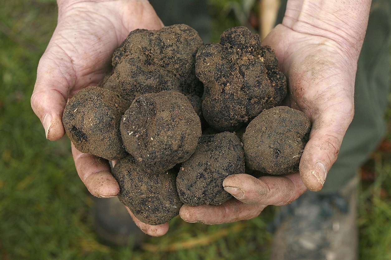 A Beginner's Guide to Truffle Season in France