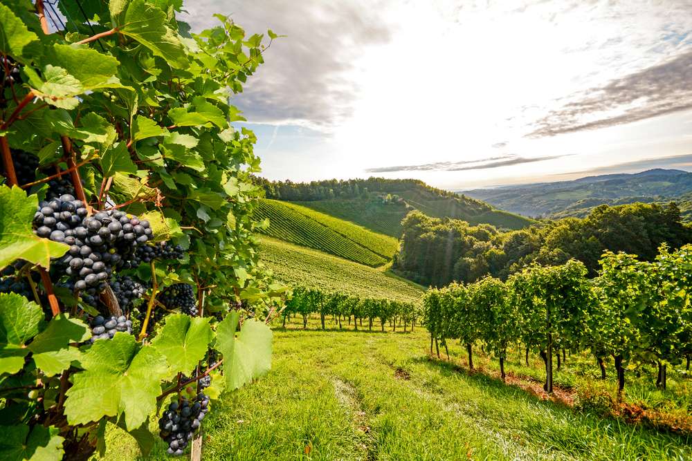 Discover the Top Wine Regions that Win the Most Awards 2