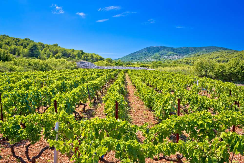 Interesting Facts About Dubrovnik Wine 2