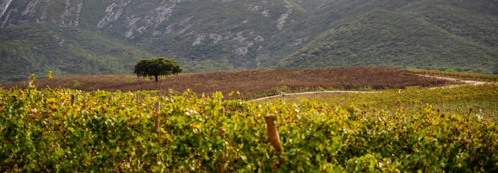 Top 5 Wine Estates Near Lisbon