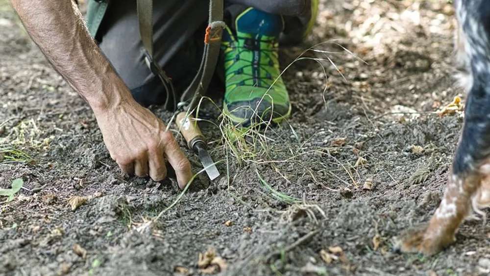 A Beginners Guide to Truffle Season in Italy 2