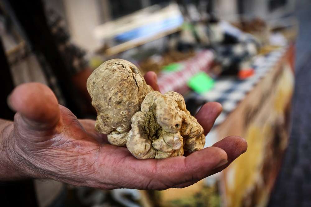 Alba’s White Truffles: Exploring Italy’s Prized Culinary Treasure 1