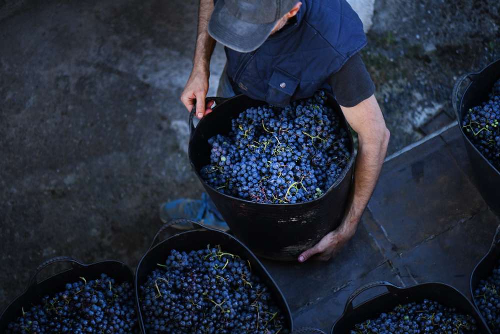 The Wine-Making Process in Tuscany 1