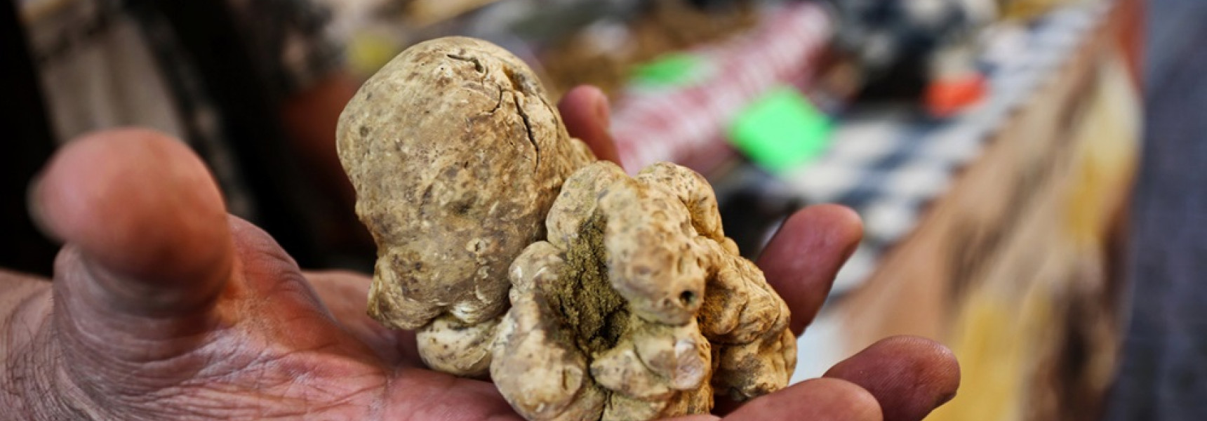 Alba’s White Truffles: Exploring Italy’s Prized Culinary Treasure