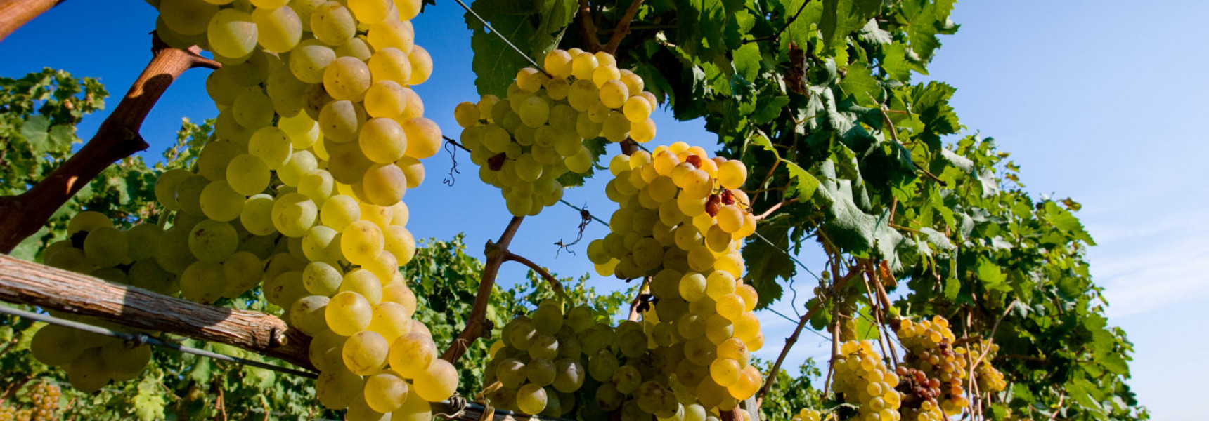 The Best Wine Tours in Crete