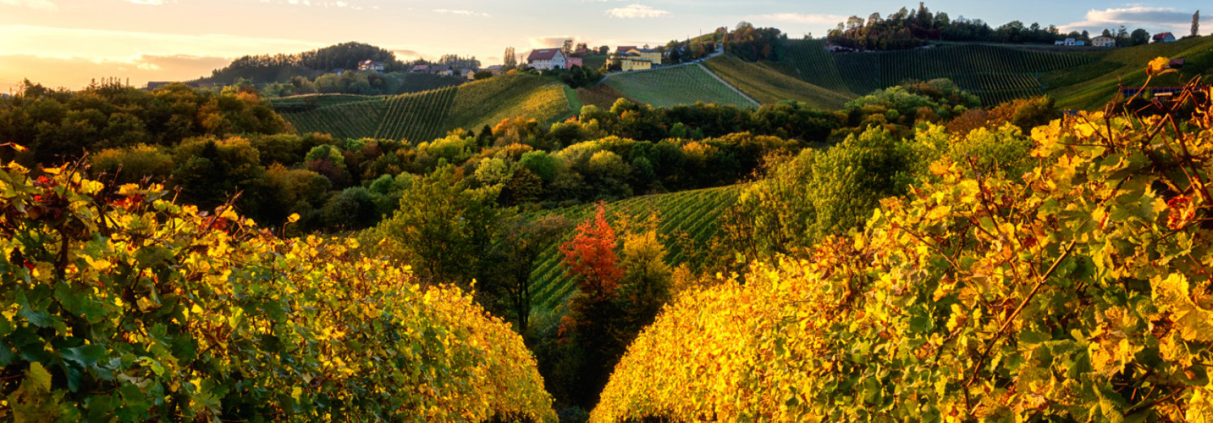 5 Wine Regions of Provence