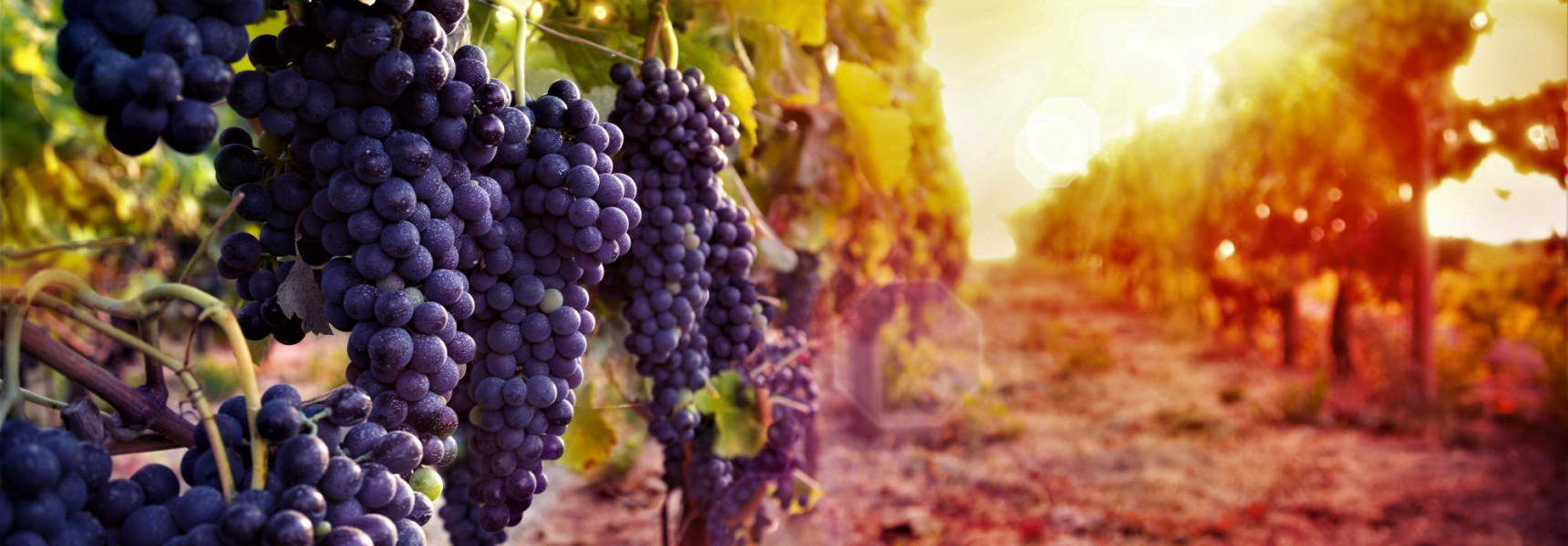 Top 5 Wine Estates Near Dubrovnik