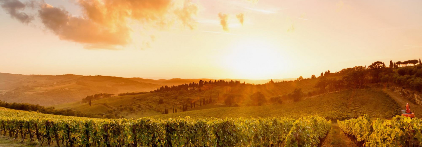 The Best Vineyards in Napa Valley